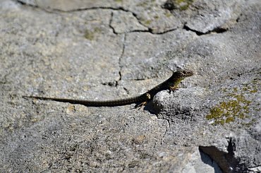 #KolejkaLinowa #Kolejka #Wyciąg #SassoDelFerro #Włochy #góry