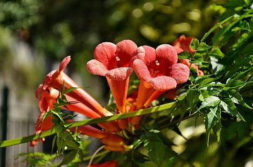 #KolejkaLinowa #Kolejka #Wyciąg #SassoDelFerro #Włochy #góry