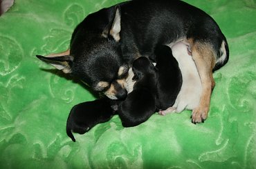 3 GIRLS 2 BOYS - DIAMENT Michilinki & TORRE DEL PILAR ARAMIS #CHIHUAHUA