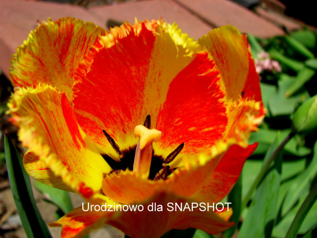 Wiosny, uśmiechu i szczęścia, radości każdego dnia oraz wszelkiej pomyślności. #tulipan