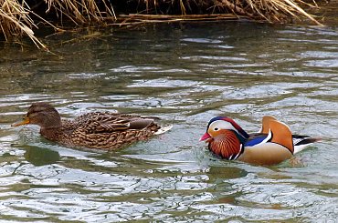 taki okaz mi się dzisiaj trafił :) **** ulub. gonzki **** #kaczki #Kłodnica #krzyżówki #mandarynka #ptaki #rzeka