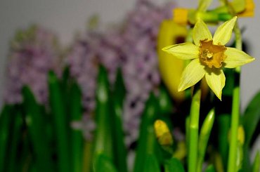 Wiosna w domu :) #kwiaty #wiosna #żonkile