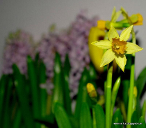 Wiosna w domu :) #kwiaty #wiosna #żonkile