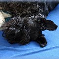 śpiący zaroślak #pies #sznaucer #Zibi