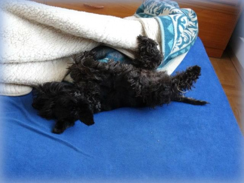 śpiący zaroślak #pies #sznaucer #Zibi