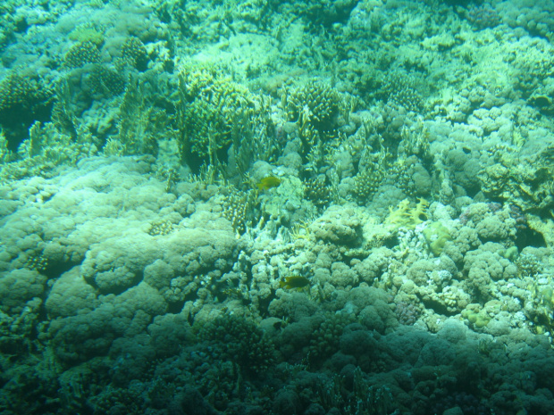 Rafa koralowa w Ghalib #Egipt #Ghalib