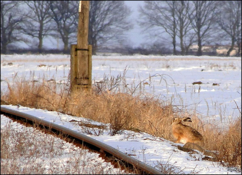 Jak na dzisiejszy dzień nic innego być nie mogło :) I do tego na bieżąco ze śnieżkiem czyli tak jak za oknem ... Niech nikt dziś nie będzie bez podarunku ... :D