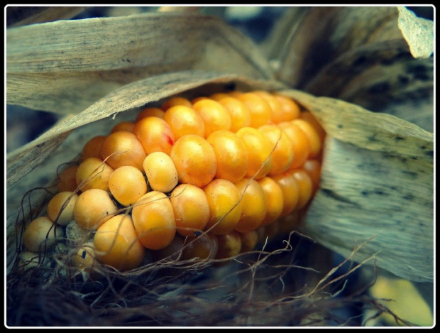 Kukurydza #kukurydza #kolba #flora #uprawy
