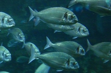 #CostaBrava #Hiszpania