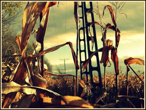 Pole kukurydzy #pejzaż #krajobraz #pole #uprawy #kukurydza #SłupyEnergetyczne #niebo