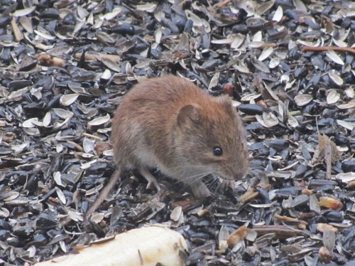Głodna mysz posila się pod ptasim karmnikiem