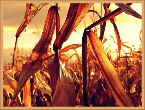 Pole kukurydzy 2 #pejzaż #krajobraz #pole #uprawy #kukurydza