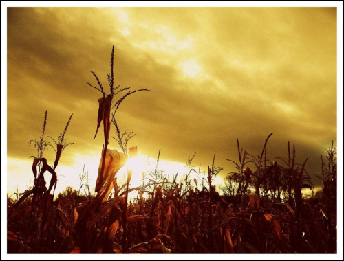 Pole kukurydzy 3 #pejzaż #krajobraz #pole #kukurydza #uprawy #niebo