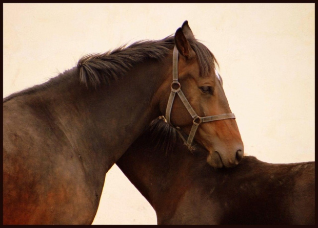 Miłość #fauna #konie #koń #przyroda #zwierzęta #stadnina #Panków