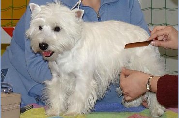 NDM wiosna 2012 #pies #wystawy #westie #WestHiglandWhiteTerrier