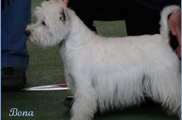 NDM wiosna 2012 #pies #wystawy #westie #WestHiglandWhiteTerrier