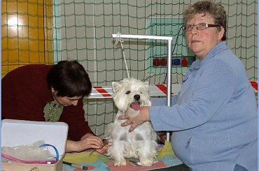 NDM wiosna 2012 #pies #wystawy #westie #WestHiglandWhiteTerrier