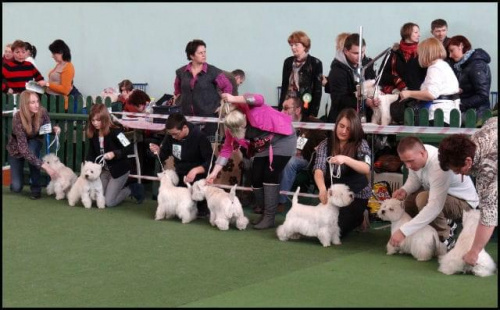 NDM wiosna 2012 #pies #wystawy #westie #WestHiglandWhiteTerrier