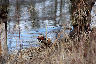 czujny pan mandarynek :) #kaczki #mandarynki #NadWodą #ptaki #wiosna