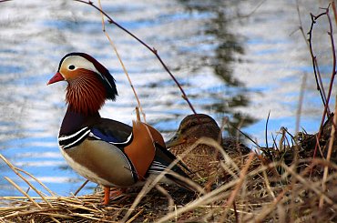 czujny pan mandarynek :) **** ulub. gonzki; inka47 **** #kaczki #mandarynki #NadWodą #ptaki #wiosna