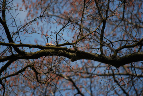 Wiosenne niebo i śpiewajace ptaki nad głowami w parku - możliwe, że rudzik