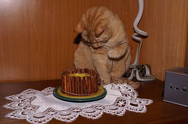 Pasik monter #kocur #rudy #multigen