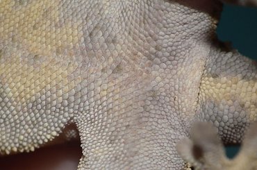 #CrestedGecko #GekonOrzęsiony #hatchling #RhacodactylusCiliatus