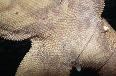 #CrestedGecko #GekonOrzęsiony #hatchling #RhacodactylusCiliatus