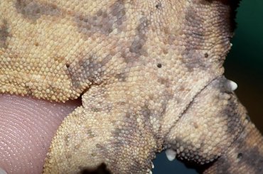 #CrestedGecko #GekonOrzęsiony #hatchling #RhacodactylusCiliatus