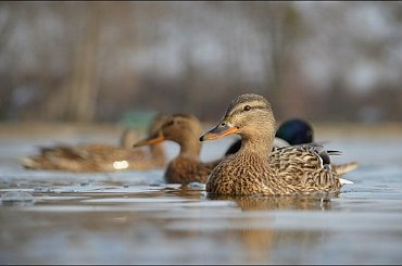 Kaczkowo ... #kaczki #Rybaczówka #staw