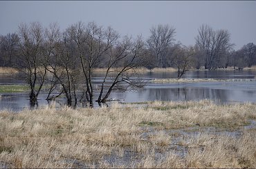 wiosenne rozlewiska nad Odrą (balans "sfiksował") #Odra #rozlewiska #rzeka #wiosna