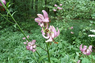 #Burg #BurgGleichen #German #Gleichen #Niemcy #zamek