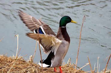 #kaczki #kaczorki #krzyżówki #NadWodą #ptaki #wiosna