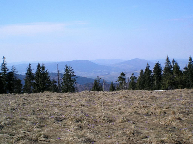 Luboń Wielki i Szczebel z Hali Turbacz #góry #beskidy #gorce #HalaTurbacz #krokusy