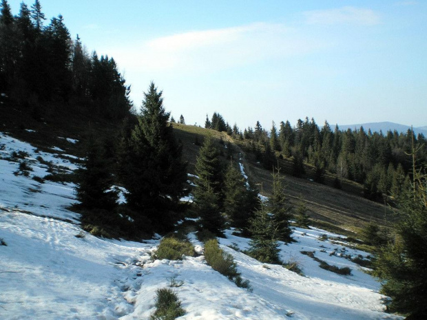 Polana Turbaczyk #góry #beskidy #gorce #HalaTurbacz #krokusy