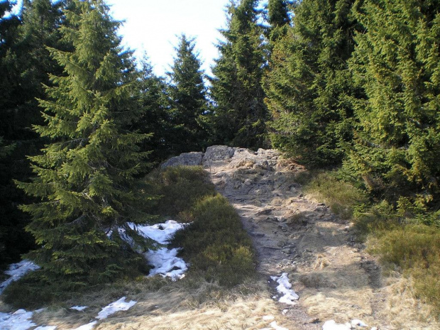 Czoło Turbacza #góry #beskidy #gorce #HalaTurbacz #krokusy