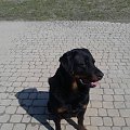 Gorgon w nowym domu www.rottka.pl #rottka #rottweiler #adopcja #pies #fundacja #pomorska