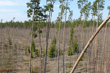 Wycieczka krajoznawcza do Nadleśnictwa w Piszu i lasu ochronnego Szast w Puszczy Piskiej #Pisz #PuszczaPiska #Szast
