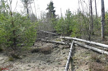 Wycieczka krajoznawcza do Nadleśnictwa w Piszu i lasu ochronnego Szast w Puszczy Piskiej #Pisz #PuszczaPiska #Szast