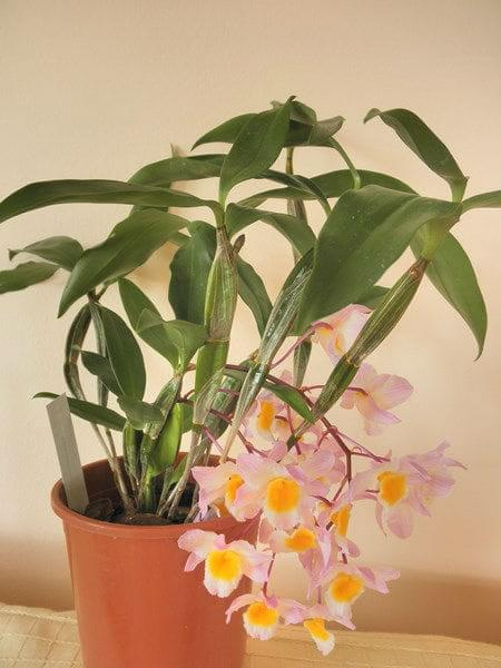 Dendrobium farmeri