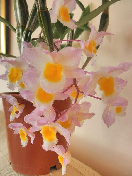 Dendrobium farmeri