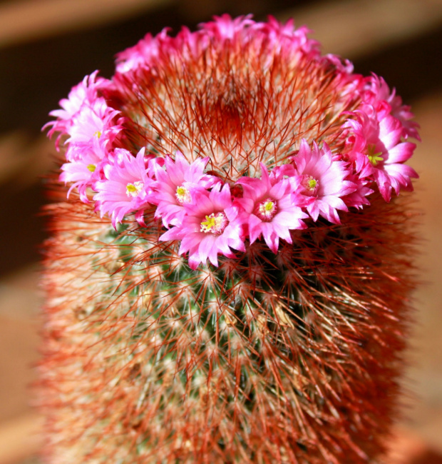 Mój ostry piękniś :) #kwiaty #kaktusy
