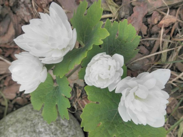 wiosna na działce - sanguinaria canadensis