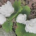 wiosna na działce - sanguinaria canadensis