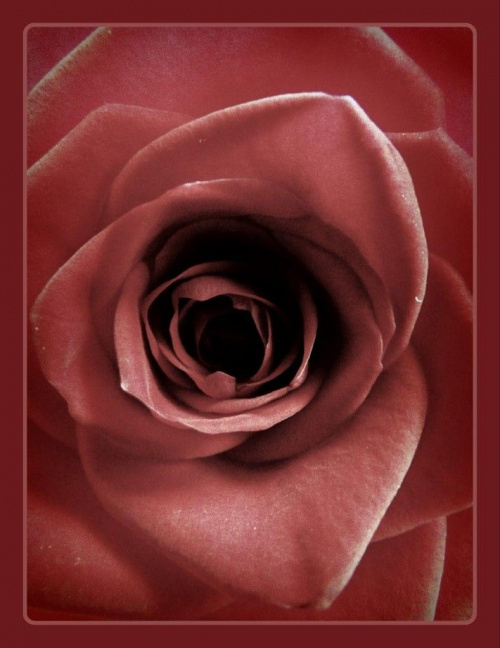Róża #róża #róże #kwiat #kwiaty #flora