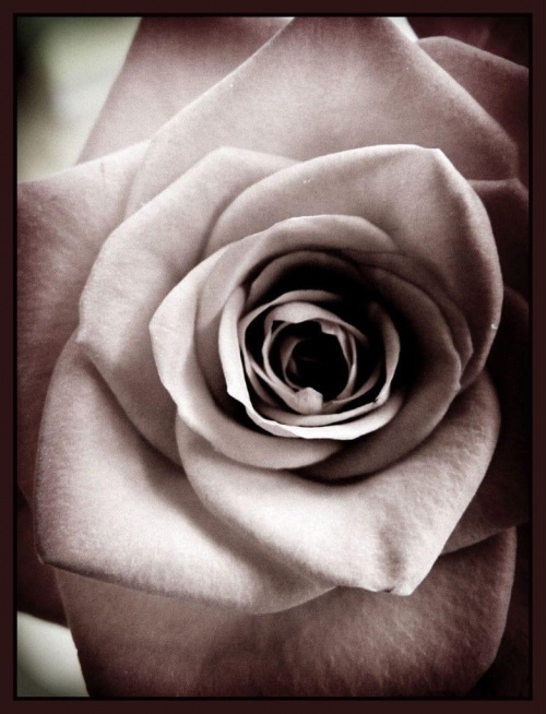 Róża 3 #róża #róże #kwiat #kwiaty #flora