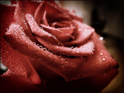 Róża 4 #róża #róże #kwiat #kwiaty #flora