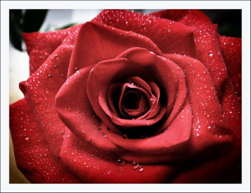 Róża 6 #róża #róże #kwiat #kwiaty #flora