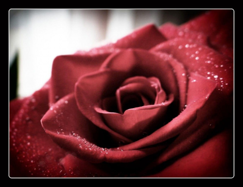 Róża 5 #róża #róże #kwiat #kwiaty #flora
