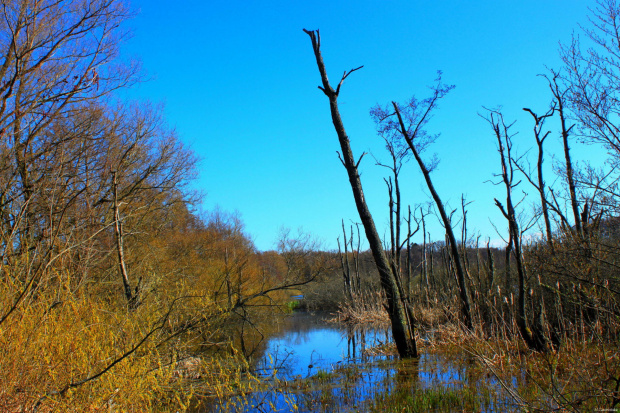 Życie i śmierć #Kołobrzeg #ekopark #natura #park #przyroda